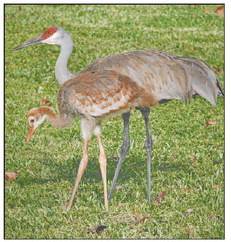 Whoopers And Sandhills: Wisconsin’s Cranes