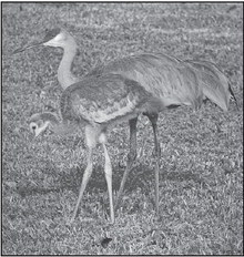 Whoopers And Sandhills:  Wisconsin’s Cranes