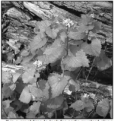 A Plea For Help In Controlling  The Spread Of Garlic Mustard