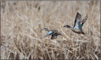 In-Person Hunter Safety Classes  begin April 1