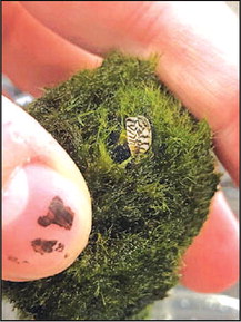 Invasive Zebra Mussels Detected  in Aquarium Moss Balls