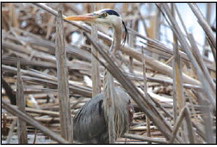 Horicon Marsh Bird Fest  Part of ‘Migration Miracle’