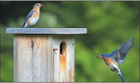 Bluebird Restoration Association of  Wisconsin Celebrates 35th Anniversary