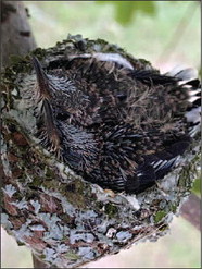 Hummingbird Nest Sighting on Roll Farm   in Williamstown