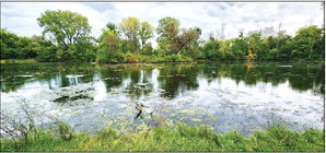 Alligator Allegedly Spotted in  Reigle Family Park Pond