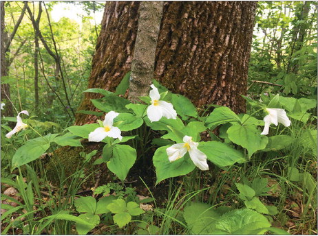 Kettle Moraine Area Campgrounds