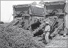 Post-War Canning Boom in Theresa