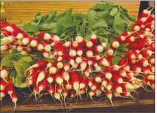 Plant, Grow, and  Harvest Radishes  This Fall