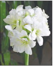 A Winter Season of  Colorful Amaryllis  Blooms