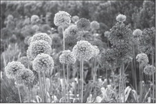 Fall Planting Provides Months  of Continuous Spring Color