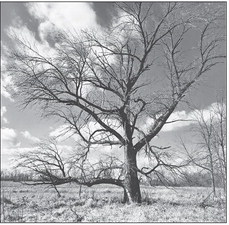 Another Ash on the Horicon Marsh